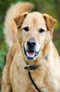 Senior Golden Retriever Mixed Dog Adoption Portrait