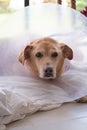 Senior Golden Retriever Wearing a Cone of Shame with a Sad Expression Royalty Free Stock Photo