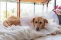 Senior Golden Retriever Wearing a Cone of Shame with a Sad Expression Royalty Free Stock Photo