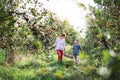 Senior grandmother with grandson carrying wooden box with apples in orchard. Royalty Free Stock Photo