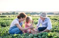 Senior grandparents and granddaughter picking strawberries on the farm.