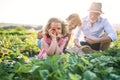 Senior grandparents and granddaughter picking strawberries on the farm.