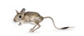 Greater Egyptian Jerboa on white background