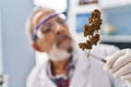 Senior grey-haired man scientist holding cannabis herb with tweezers at laboratory