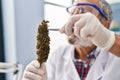 Senior grey-haired man scientist holding cannabis herb with tweezers at laboratory