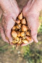 Senior hands holding onions.