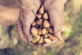 Senior hands holding onions.