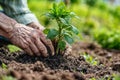 Senior Hands Planting Young Tree. Created with Generative AI