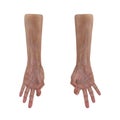 Senior hands on a white. 3D illustration