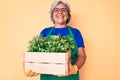 Senior hispanic woman wearing gardener apron and gloves holding plant wooden pot looking positive and happy standing and smiling Royalty Free Stock Photo