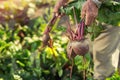 Senior holds a bunch of beet, close up