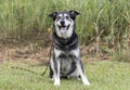 Senior Husky Retriever mixed breed dog