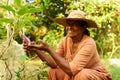 Senior Indian female farmer in straw hat in garden and picking aubergine harvest. Elderly Sri Lankan smiling woman on