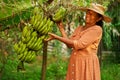 Senior Indian rural female farmer holding a bunch of green bananas smiling happily. Elderly Sri Lankan cheerful woman on Royalty Free Stock Photo