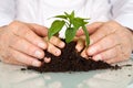 Senior and kids hands pampering a new plant Royalty Free Stock Photo