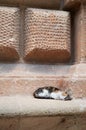Senior kitten sleeping on a stone of a monument Royalty Free Stock Photo