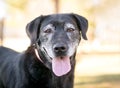 A senior Labrador Retriever mixed breed dog Royalty Free Stock Photo