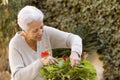 Senior lady pruning her plants