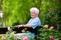 Senior lady in rose garden