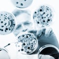 Senior life science researcher grafting bacteria. Royalty Free Stock Photo
