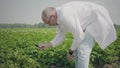 Agronomist researching potato seedlings