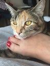 Junior tortie tabby cat relaxing on owners foot pedicure Royalty Free Stock Photo