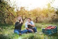 A senior man with adult son drinking cider in apple orchard in autumn. Royalty Free Stock Photo