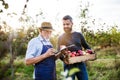 A senior man with adult son picking apples in orchard in autumn. Royalty Free Stock Photo