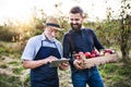 A senior man and adult son with a tablet standing in apple orchard in autumn. Royalty Free Stock Photo