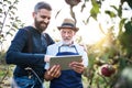 A senior man and adult son with a tablet standing in apple orchard in autumn. Royalty Free Stock Photo