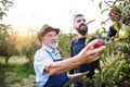 A senior man and adult son with a tablet standing in apple orchard in autumn. Royalty Free Stock Photo