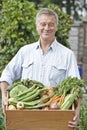 Senior Man On Allotment With Box Of Home Grown Vegetables