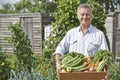 Senior Man On Allotment With Box Of Home Grown Vegetables