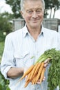 Senior Man On Allotment Holding Freshly Picked Carrots Royalty Free Stock Photo
