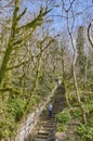 Senior man with backpack is walking along hiking trail among relict trees. Yew and boxwood grove of Caucasian Biosphere