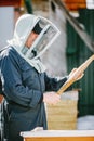 Senior man beekeper collecting honey from honeycomb Royalty Free Stock Photo