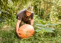 Senior man with big organic orange pumpkin harvested in the vegetable garden Royalty Free Stock Photo