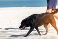 The Senior man with black labrador dog running at the beach Royalty Free Stock Photo