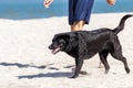 The Senior man with black labrador dog running at the beach Royalty Free Stock Photo