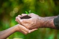 Senior man and child holding green sprout of olive tree in hands Royalty Free Stock Photo