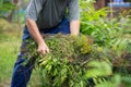 Senior man cleaning garden from a weed, gardening concept Royalty Free Stock Photo