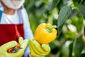 Senior man collecting sweet pepper harvest in the hothouse Royalty Free Stock Photo