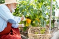 Senior man collecting sweet pepper harvest in the hothouse Royalty Free Stock Photo