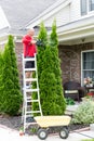 Senior Man Cutting Thuja Using Hedge Trimmer