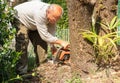 Senior man cutting tree with chainsaw Royalty Free Stock Photo