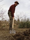 Senior man digging in the vegetable garden Royalty Free Stock Photo
