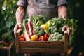 Senior man farmer holding wooden box full of fresh ripe vegetables. Harvest concept