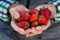 Senior man, farmer worker hands with homegrown harvest of strawberries
