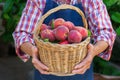 Senior man, farmer worker holding harvest of organic peach