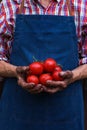 Senior man, farmer worker holding harvest of organic tomato